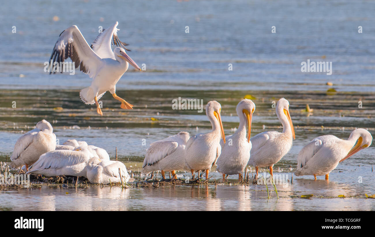 American pellicani bianchi in caduta migrazioni su Minnesota River in Minnesota River National Wildlife Refuge Foto Stock