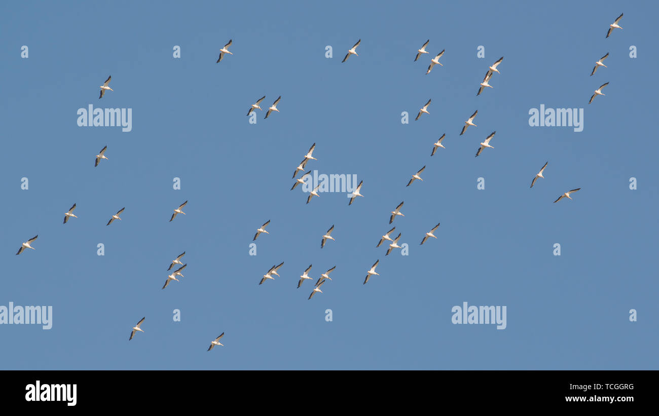 Squadrone di american pellicani bianchi la migrazione in calo - presa sul fiume Minnesota Foto Stock