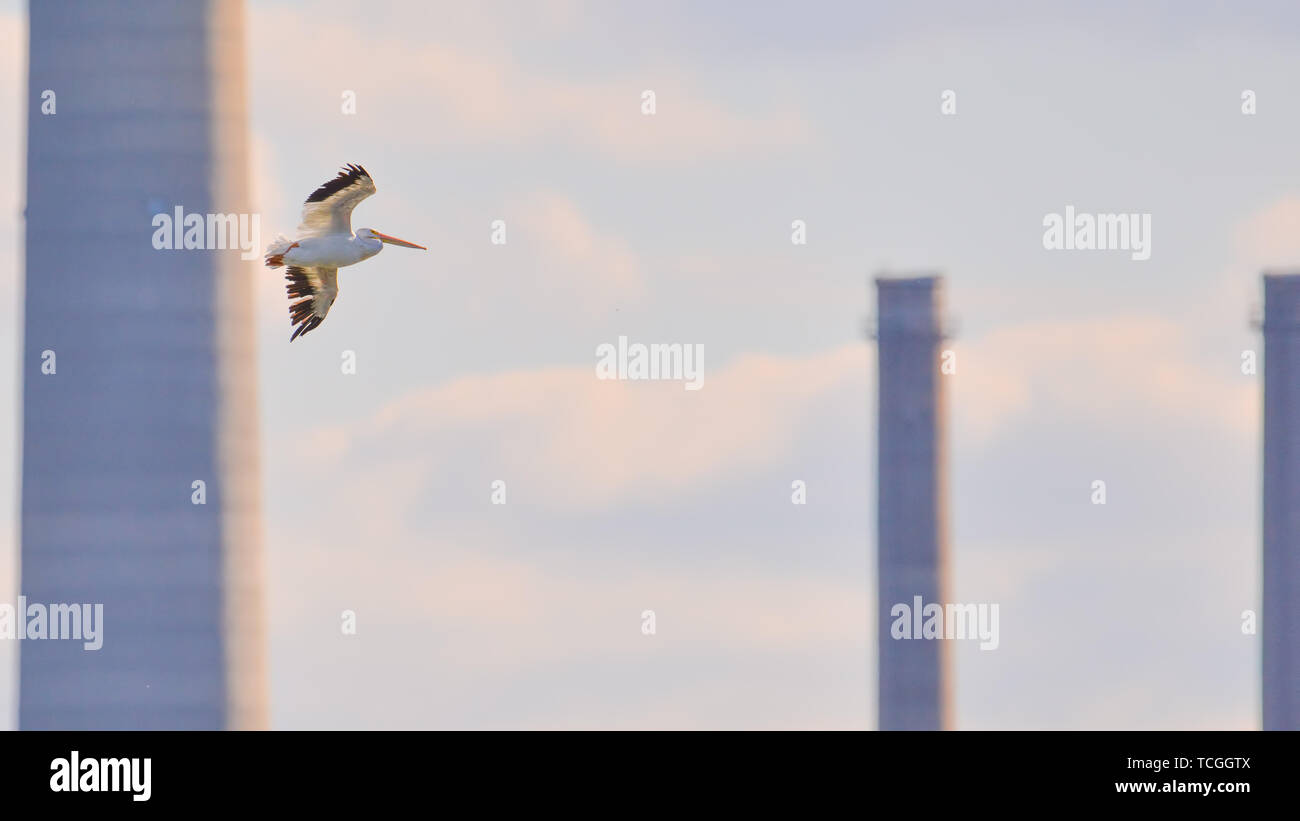 Americano bianco pelican battenti con centrali a carbone vegetale stack di fumo in background presi nel Minnesota Valley National Wildlife Refuge Foto Stock
