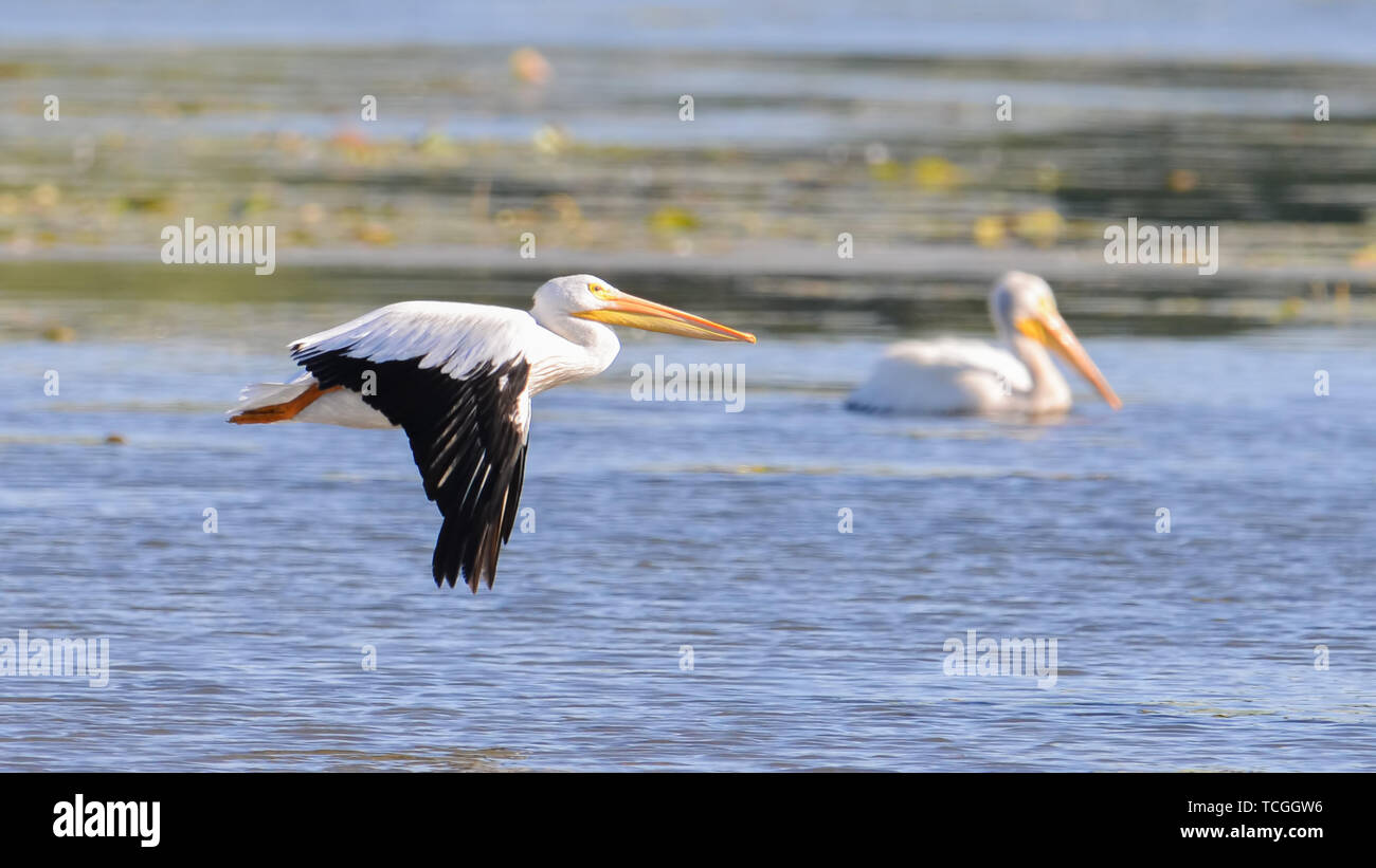 Americano bianco pelican in volo sul fiume Minnesota durante la caduta delle migrazioni Foto Stock