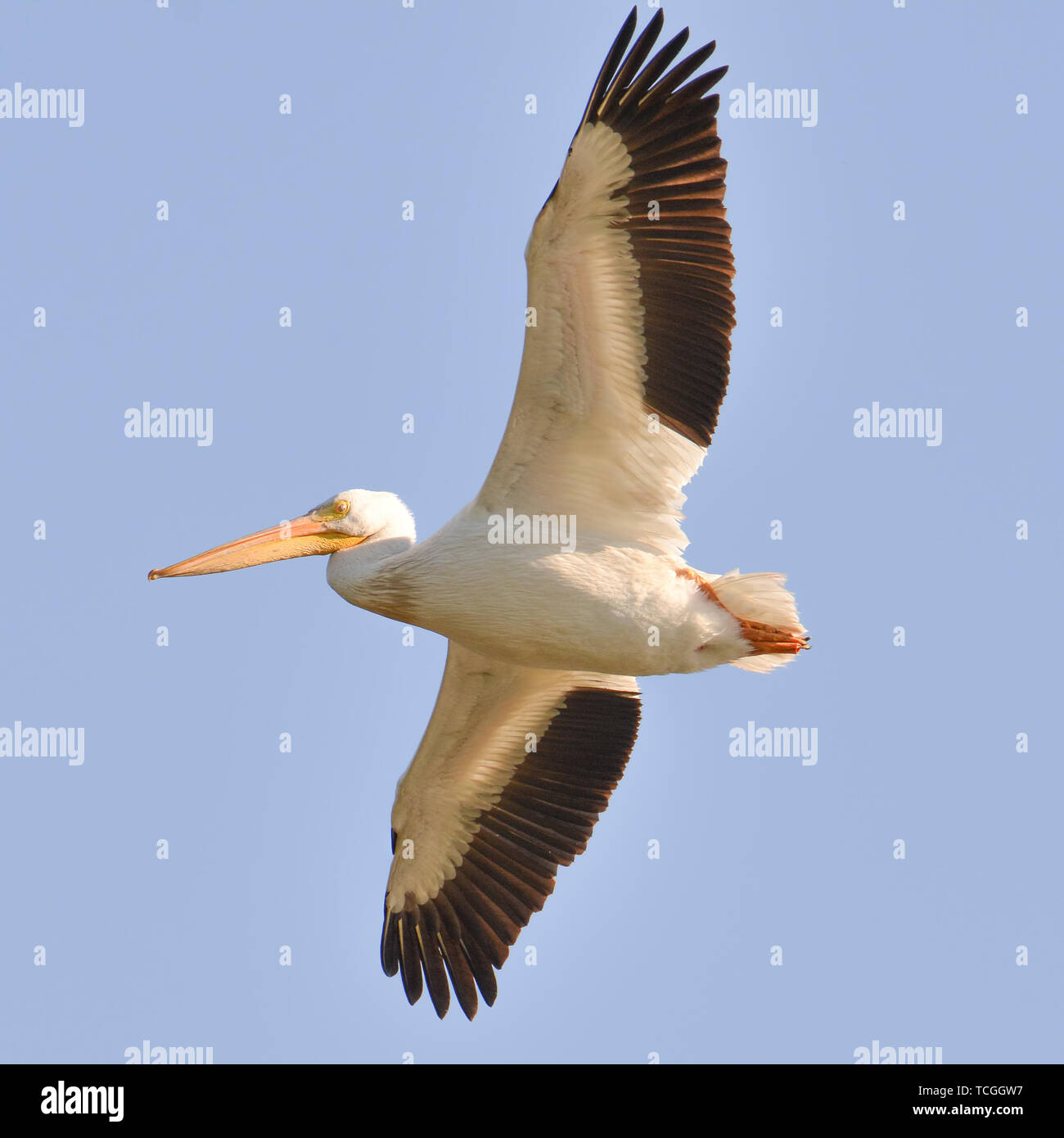 Americano bianco pelican in volo sul fiume Minnesota durante la caduta delle migrazioni Foto Stock