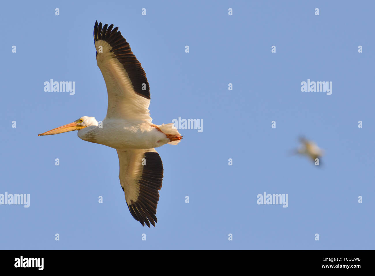 Americano bianco pelican in volo sul fiume Minnesota durante la caduta delle migrazioni Foto Stock