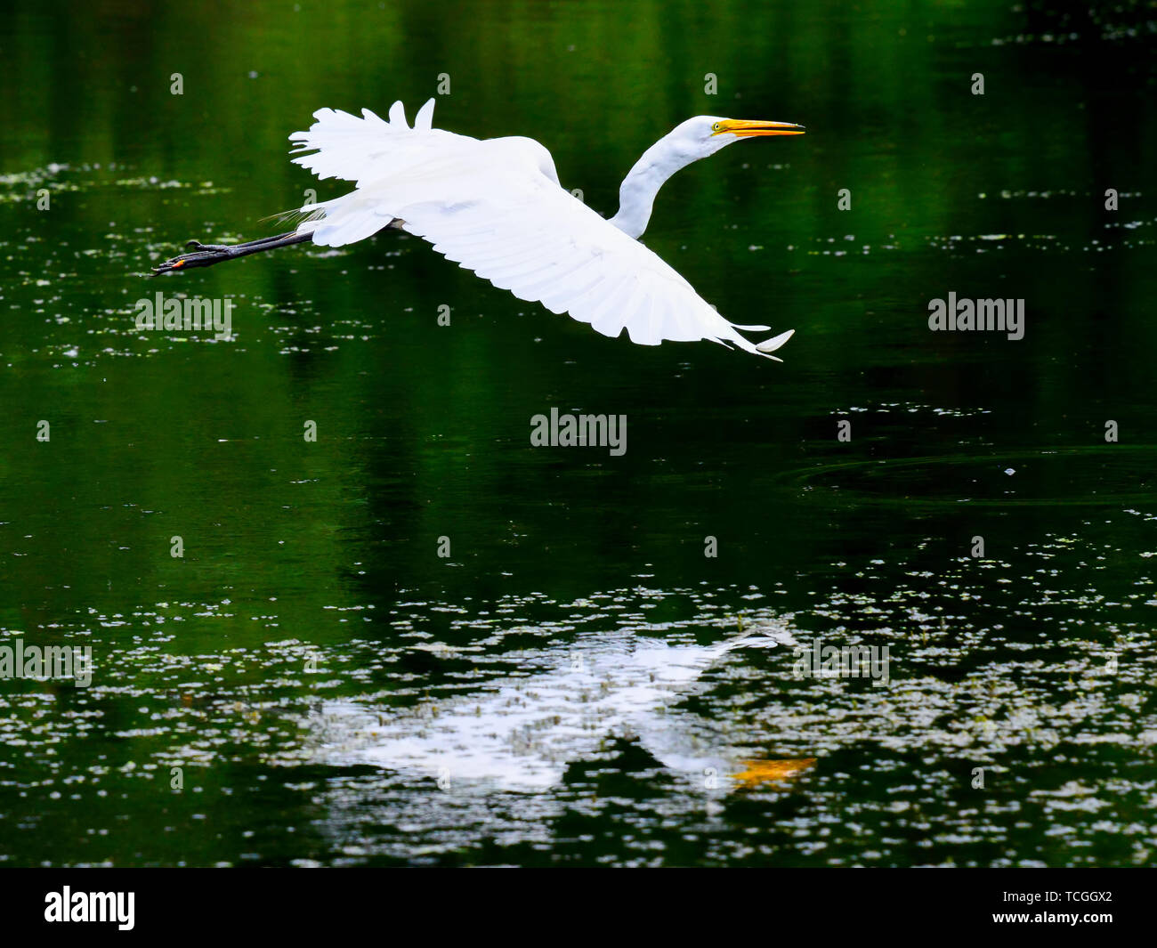Airone bianco maggiore volando sul lago in legno lago Centro Natura in Minnesota Foto Stock