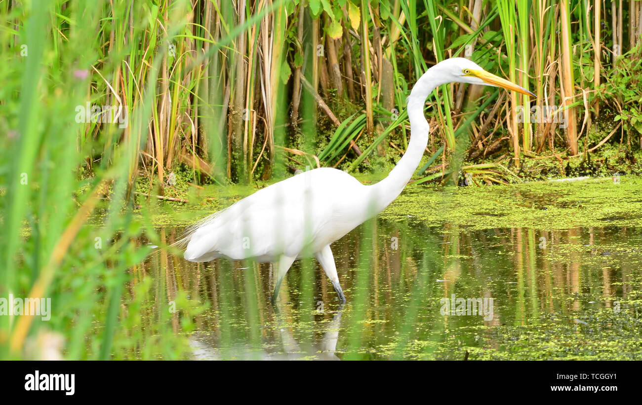 Airone bianco maggiore a caccia di pesci nel Lago di legno Centro Natura in Minnesota Foto Stock