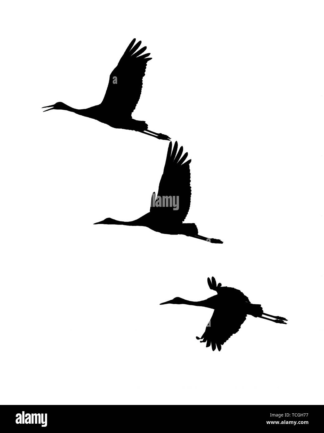 Gru Sandhill sagome isolato puro su sfondo bianco - originale le foto scattate durante le migrazioni di caduta al Crex Prati Area faunistica in né Foto Stock