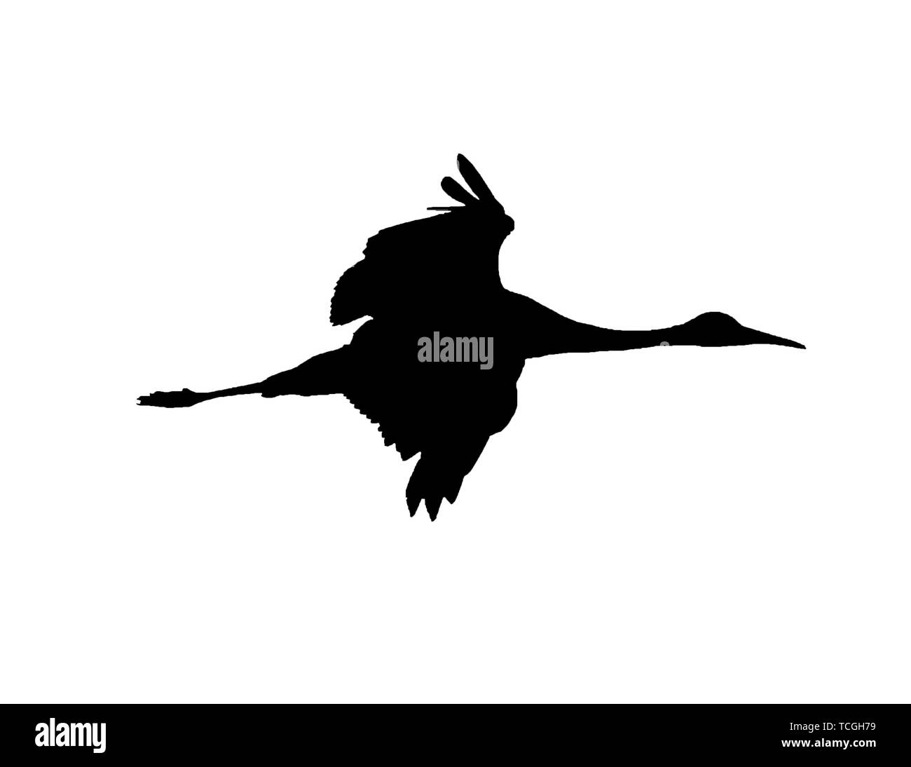 Gru Sandhill silhouette isolato puro su sfondo bianco - originale le foto scattate durante le migrazioni di caduta al Crex Prati Area faunistica nel Nort Foto Stock