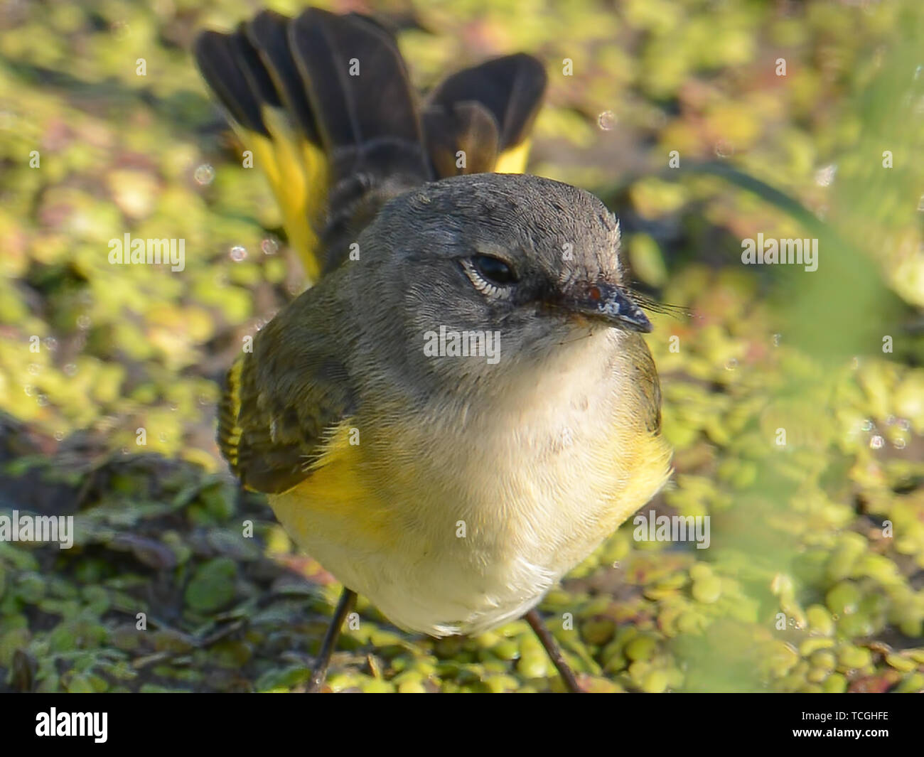 Femmina redstart americano ritratto in caduta prima e durante la migrazione prese fuori del Minnesota River Valley Foto Stock