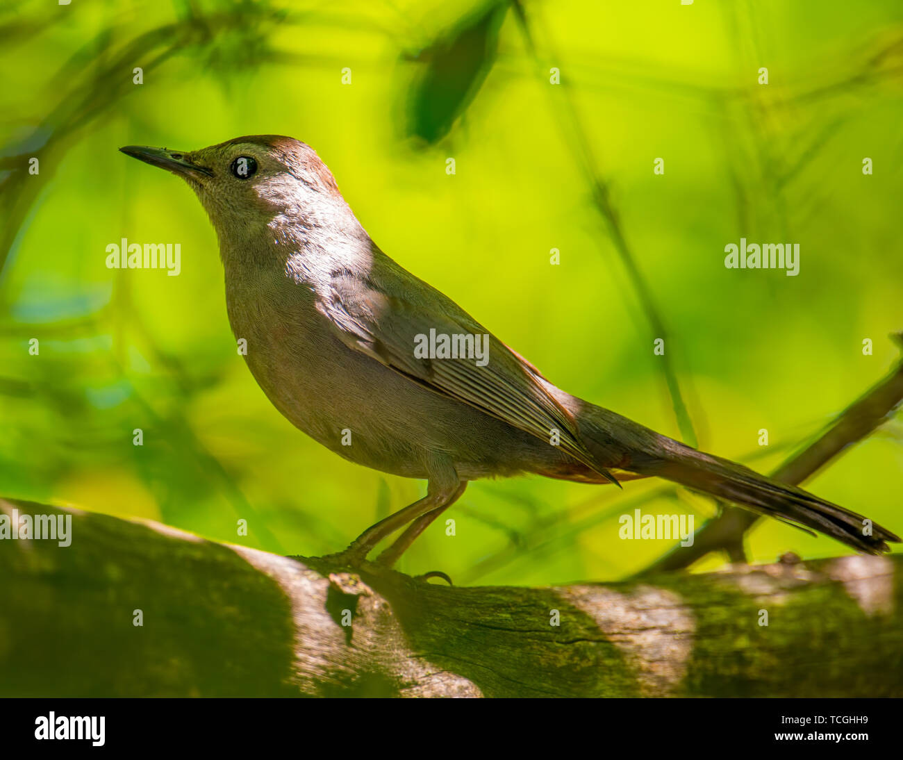 Catbird grigio vicino al fiume Minnesota nel Minnesota River National Wildlife Refuge vicino a Bass stagni Foto Stock
