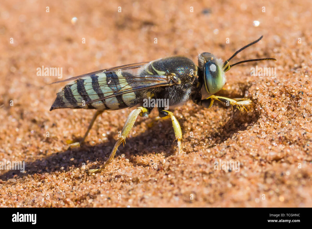 Sabbia americana Wasp scavando la sabbia nel Crex Prati Area faunistica in Wisconsin Foto Stock