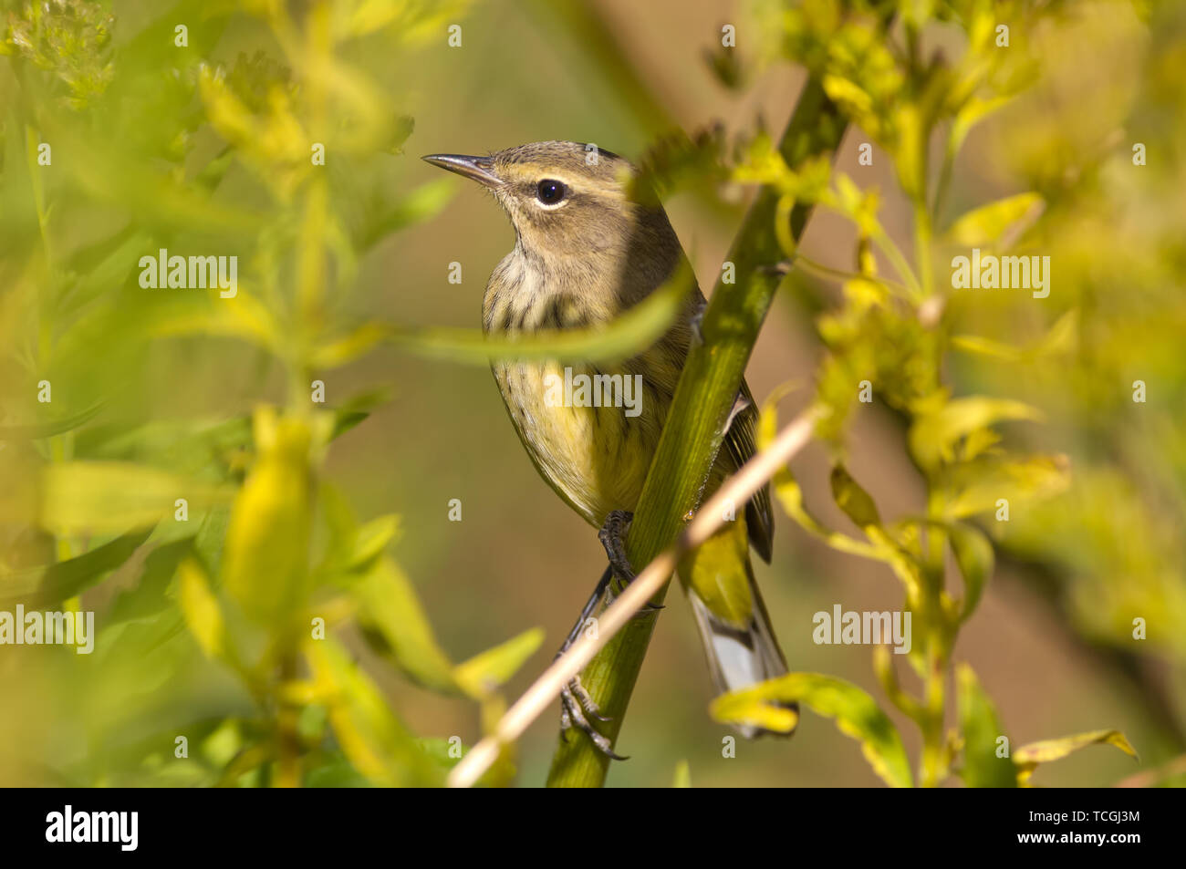 Palm trillo la migrazione nel cadere attraverso il Minnesota River Valley National Wildlife Refuge Foto Stock