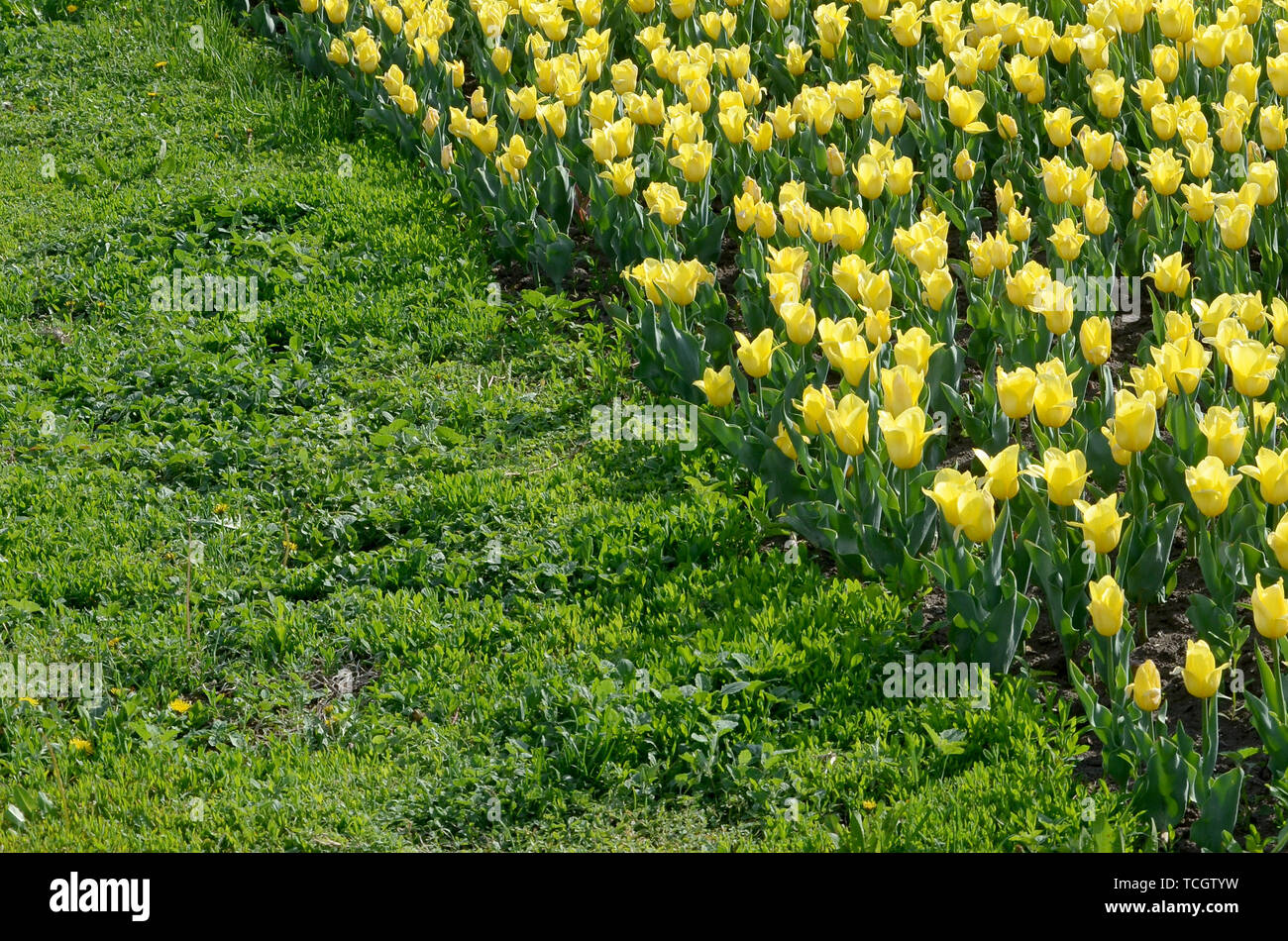 Luminose colorate tulipano giallo con steli verdi fiorisce in primavera. Bella aiuola di fiori freschi sotto l'aria aperta Foto Stock