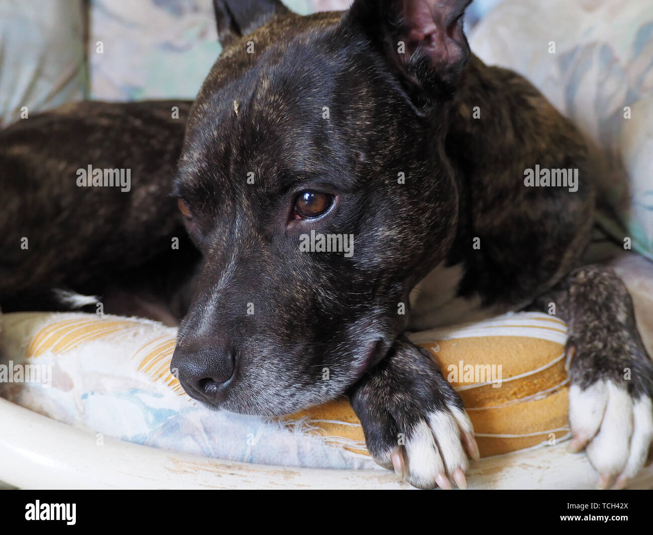 Quebec, Canada. Un pet Pit bull cane in appoggio su una sedia usurata Foto Stock