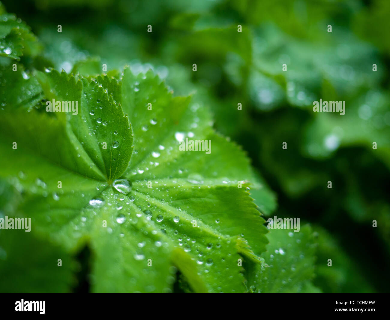 Gocce di pioggia su una grande foglia verde Foto Stock