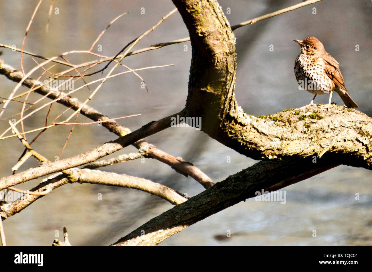 Tordo uccello seduto su un ramo di albero Foto Stock