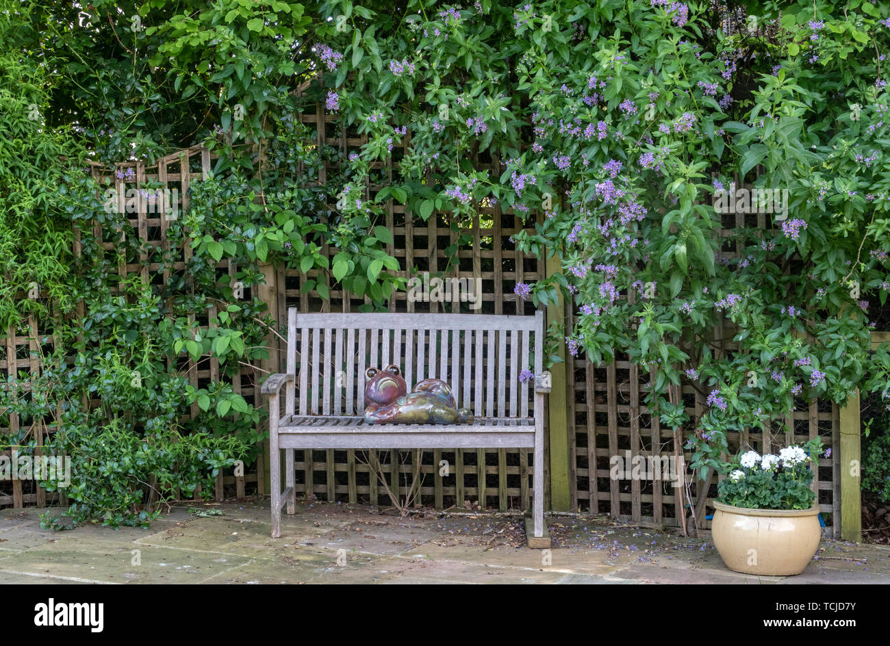Un ceramiche la figura di un rospo sdraiata su una panchina da giardino accanto a un pergolato coperto da Solanum crispum glasnevin,aka solanum crispum autunnale, albero di patate Foto Stock