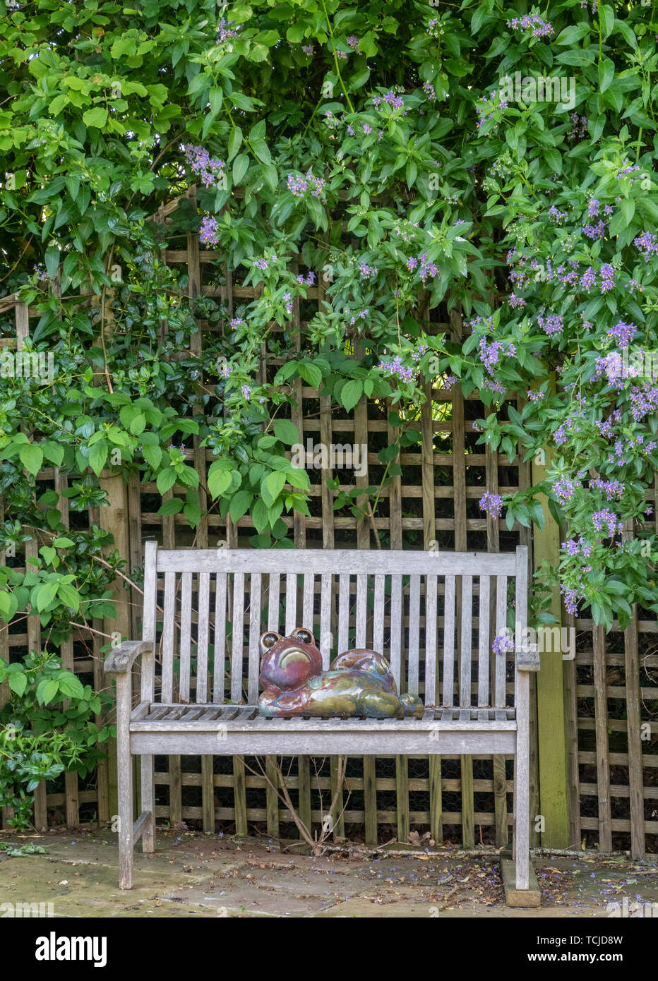 Un ceramiche la figura di un rospo sdraiata su una panchina da giardino accanto a un pergolato coperto da Solanum crispum glasnevin,aka solanum crispum autunnale, albero di patate Foto Stock