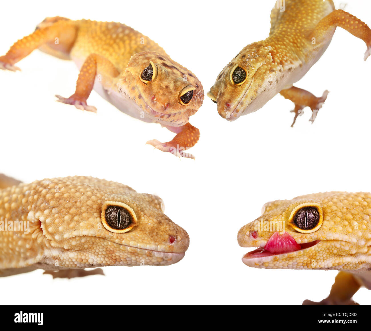 Collage di giallo e arancione spotted leopard gechi su bianco Foto Stock