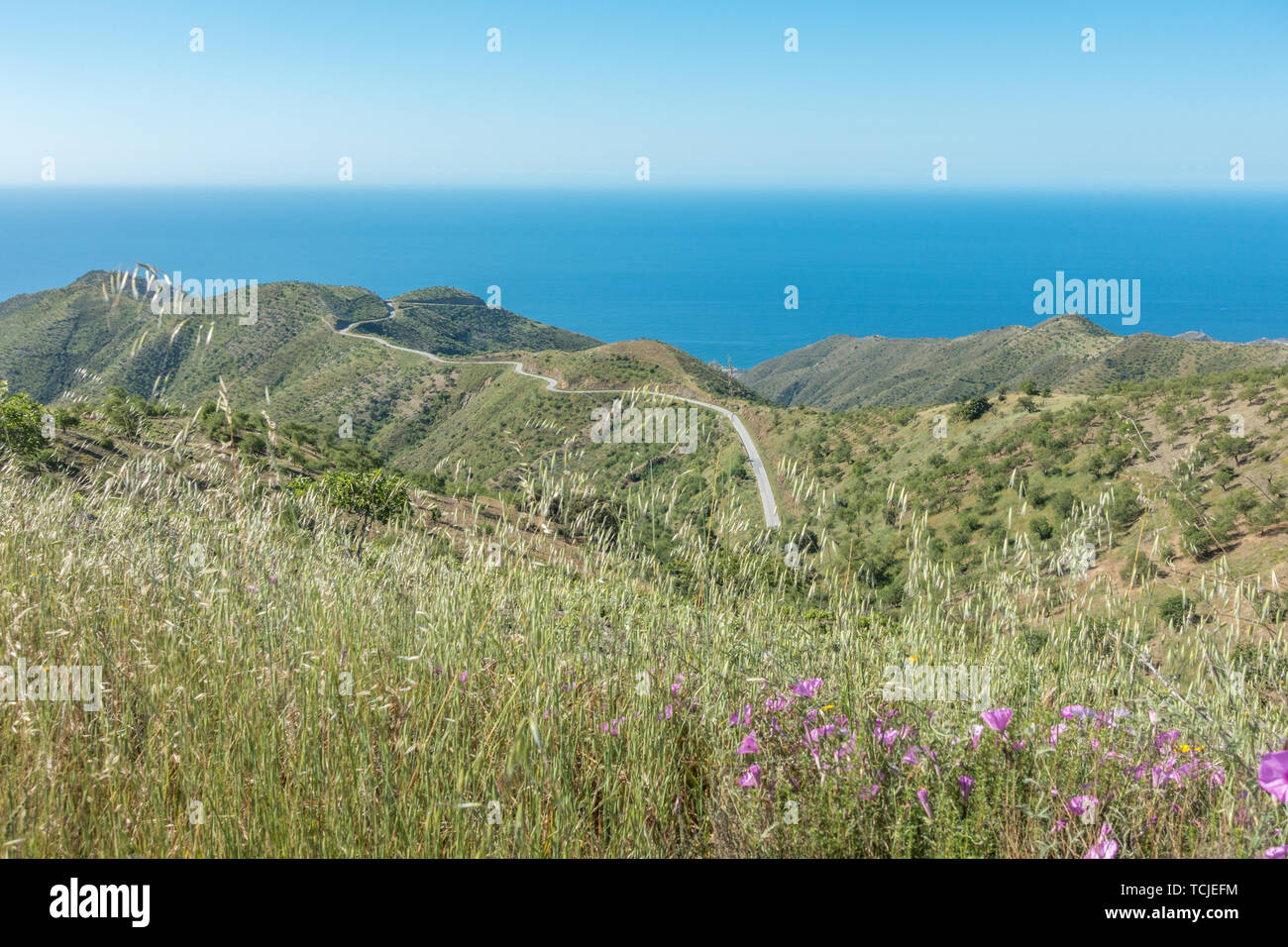 Bellissima vista di fiori selvatici per una stretta strada tortuosa fino da Los Yesos a Sorvilán, Sierra Nevada, Spagna Foto Stock