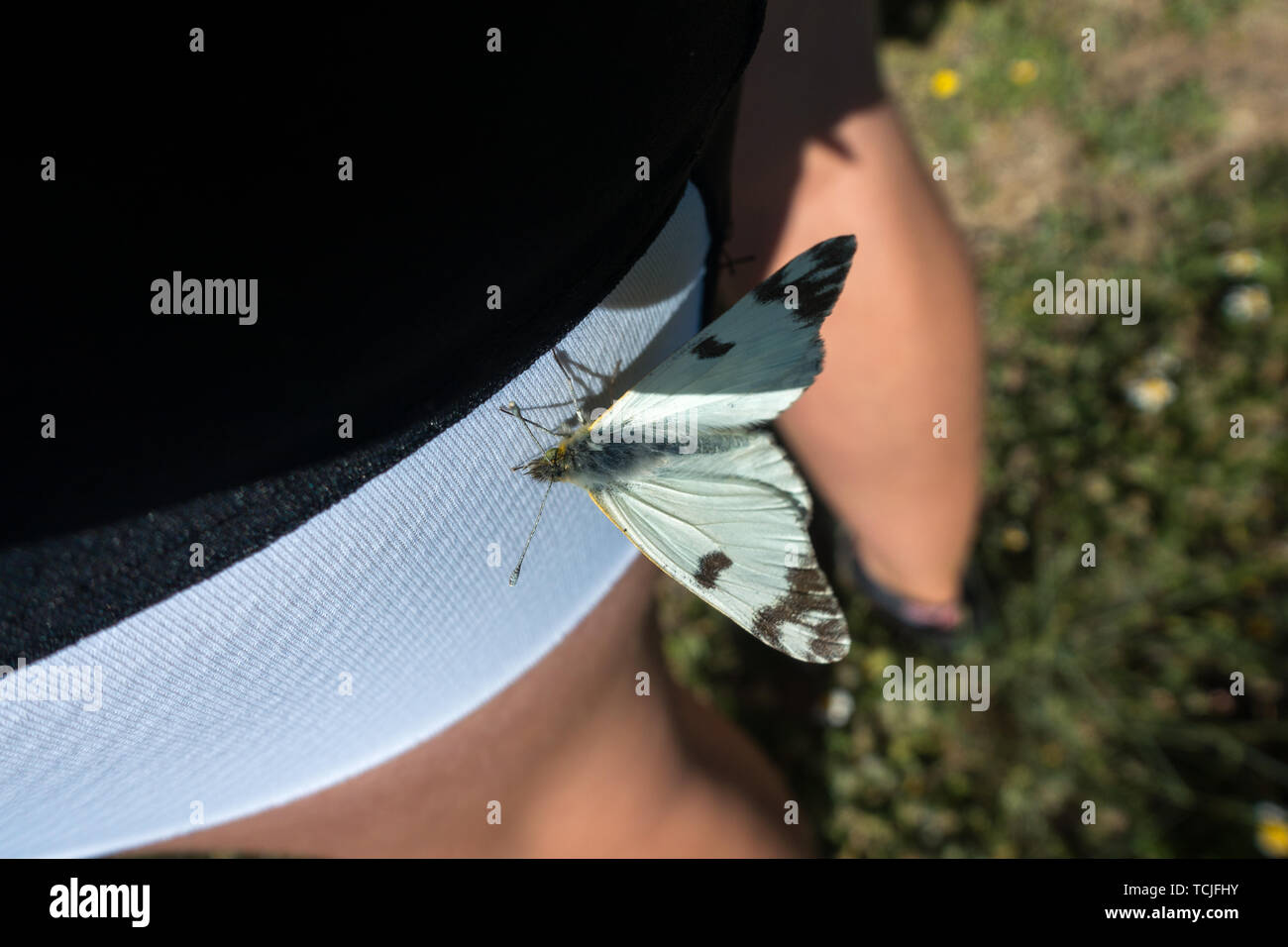 Farfalla in appoggio su gambe del ciclista - una bella interazione con la natura Foto Stock