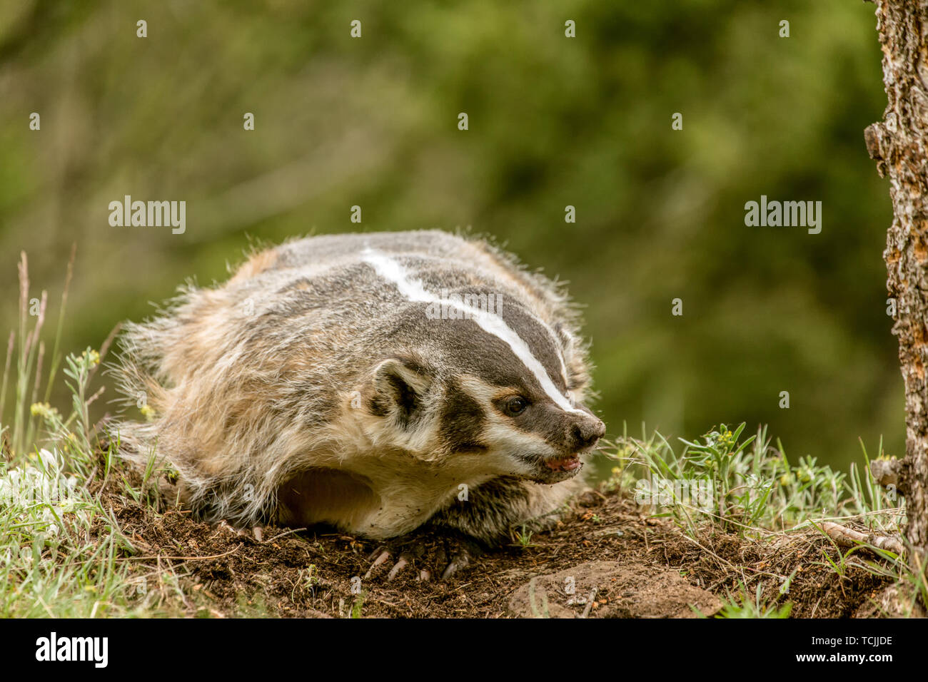 Bozeman, Montana, USA. American Badger scavando un foro. Nota: si tratta di un animale in cattività. Foto Stock