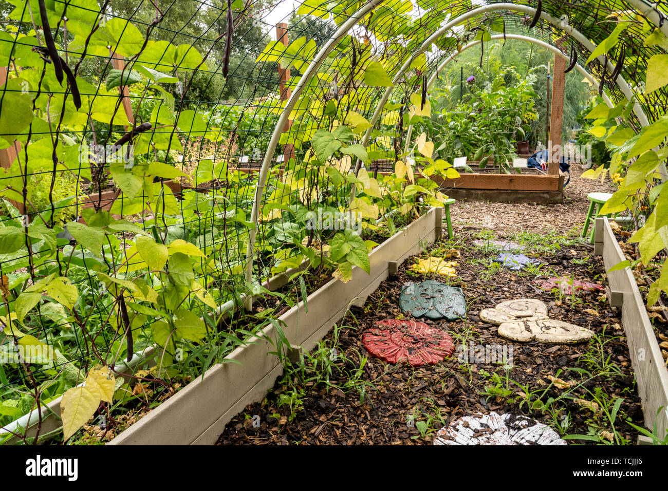 Bellevue, Washington, USA. Violetta Podded senza filo palo fagioli cresciute su un traliccio arcuata. Foto Stock