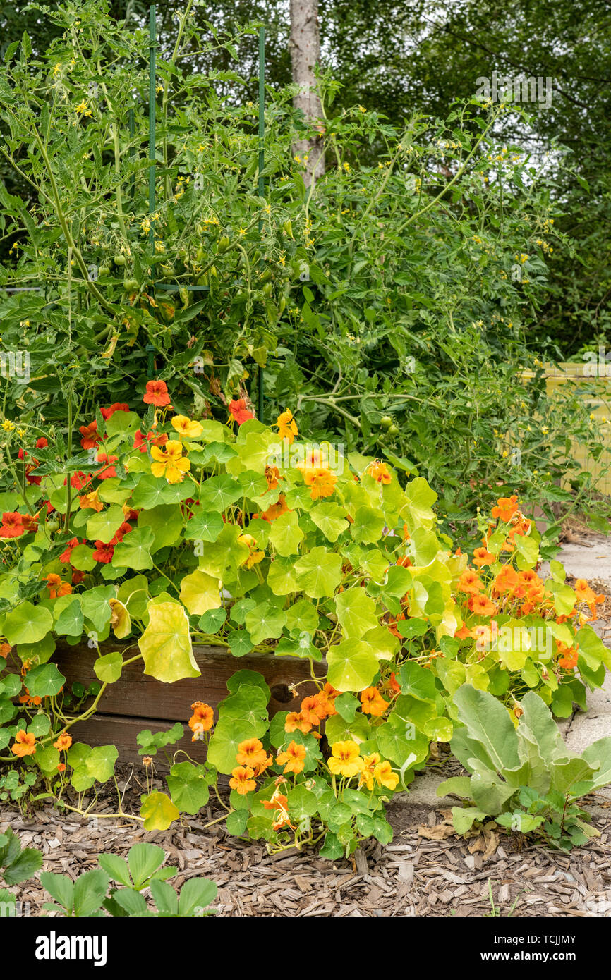 Bellevue, Washington, USA. Nasturtiums il cresce accanto a piante di pomodoro in un giardino. Essi sono compagno di piante. Foto Stock