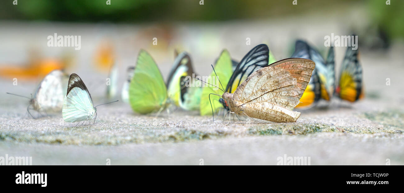 Gruppo di variopinte farfalle sul terreno, vista panaromic Foto Stock