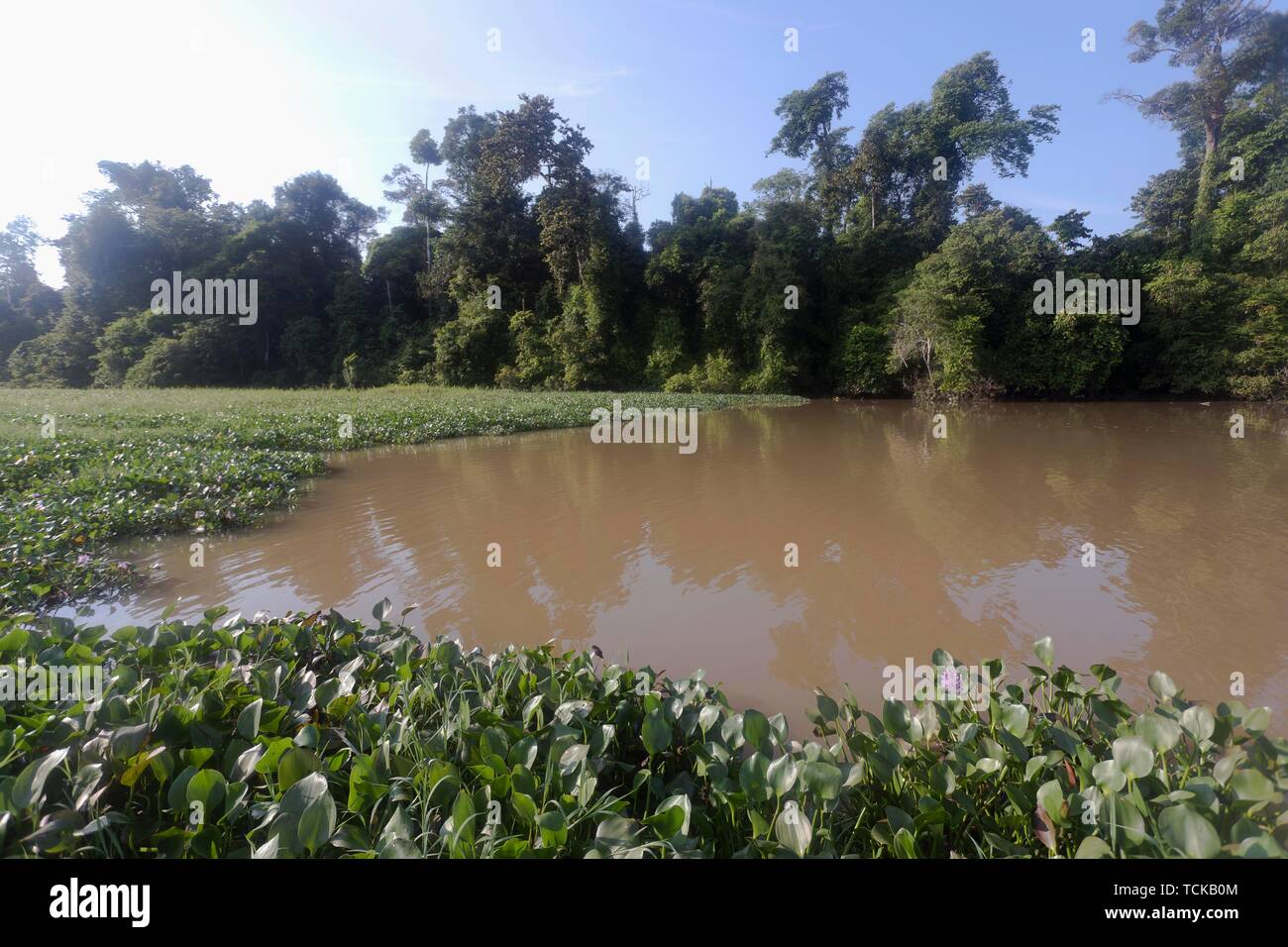 Jungle laguna, Kinabatangan fiume affluente, Sabah Borneo, Malaysia Foto Stock
