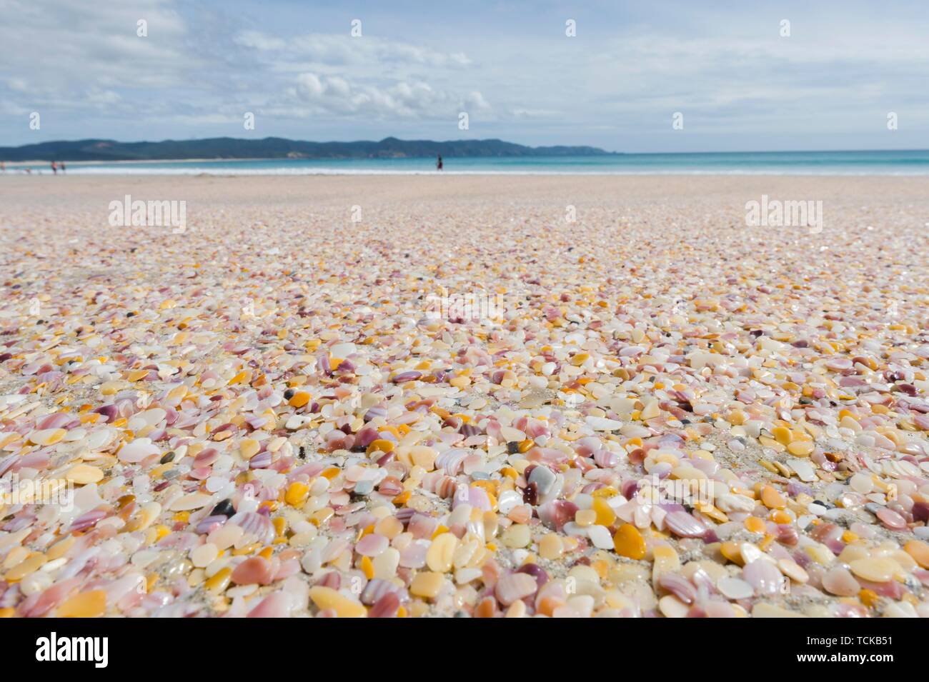 Lucido colorato frammenti di guscio conchiglie sulla spiaggia spiaggia Rarawa, estremo Nord distretto, Northland e North Island, Nuova Zelanda Foto Stock