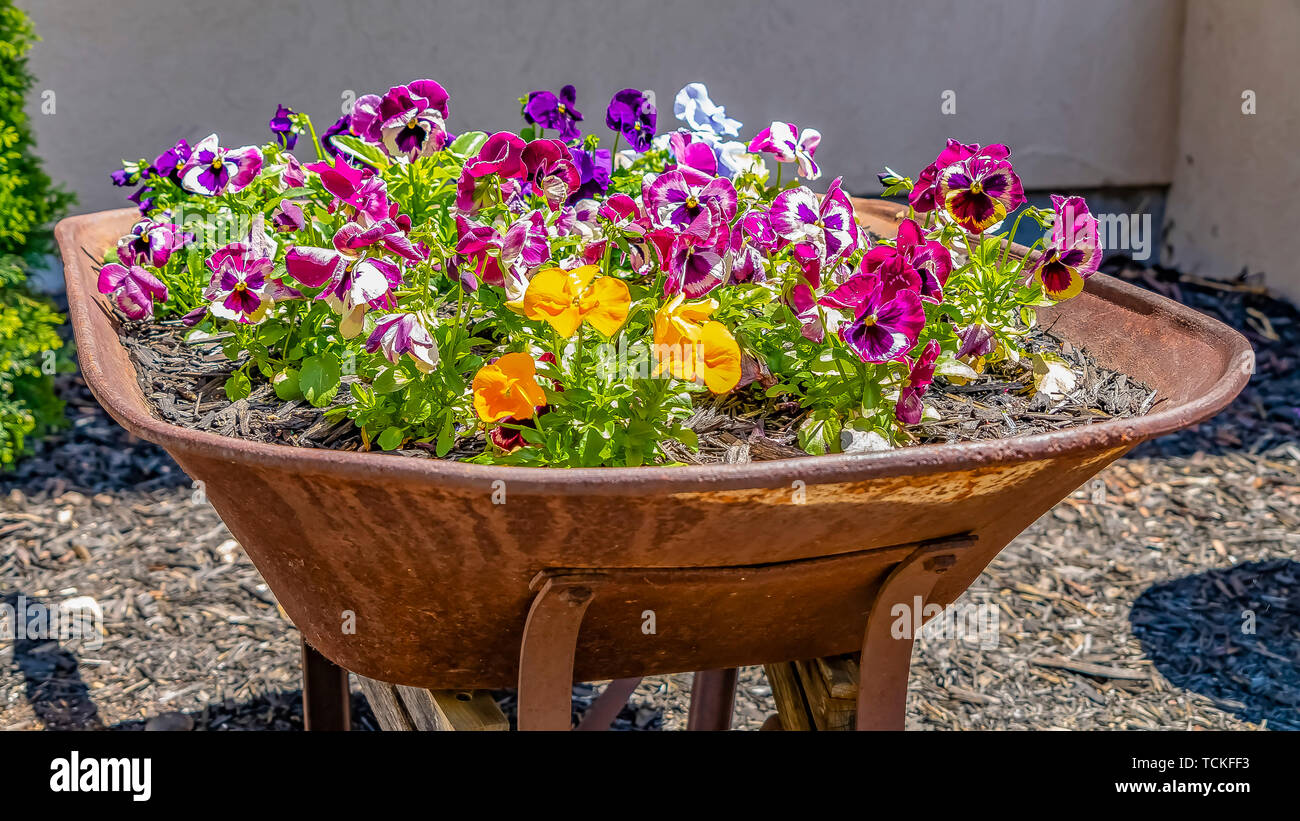 Telaio Panorama dolce fiori colorati che cresce su una vecchia carriola che è coperta con la formazione di ruggine Foto Stock