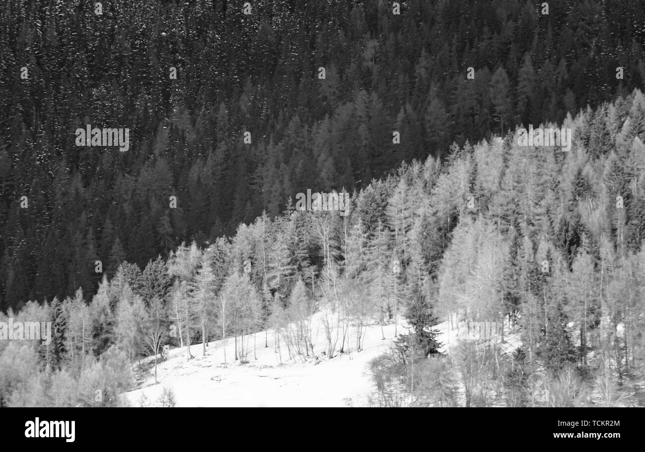 Bellissimo scatto di una collina innevata con piante e alberi durante un tempo foggoso Foto Stock