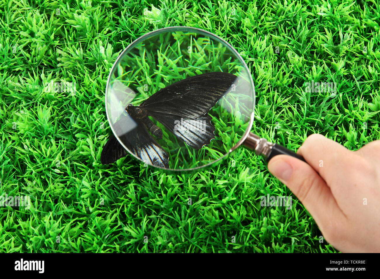 La farfalla e la lente di ingrandimento in mano sull'erba verde Foto Stock