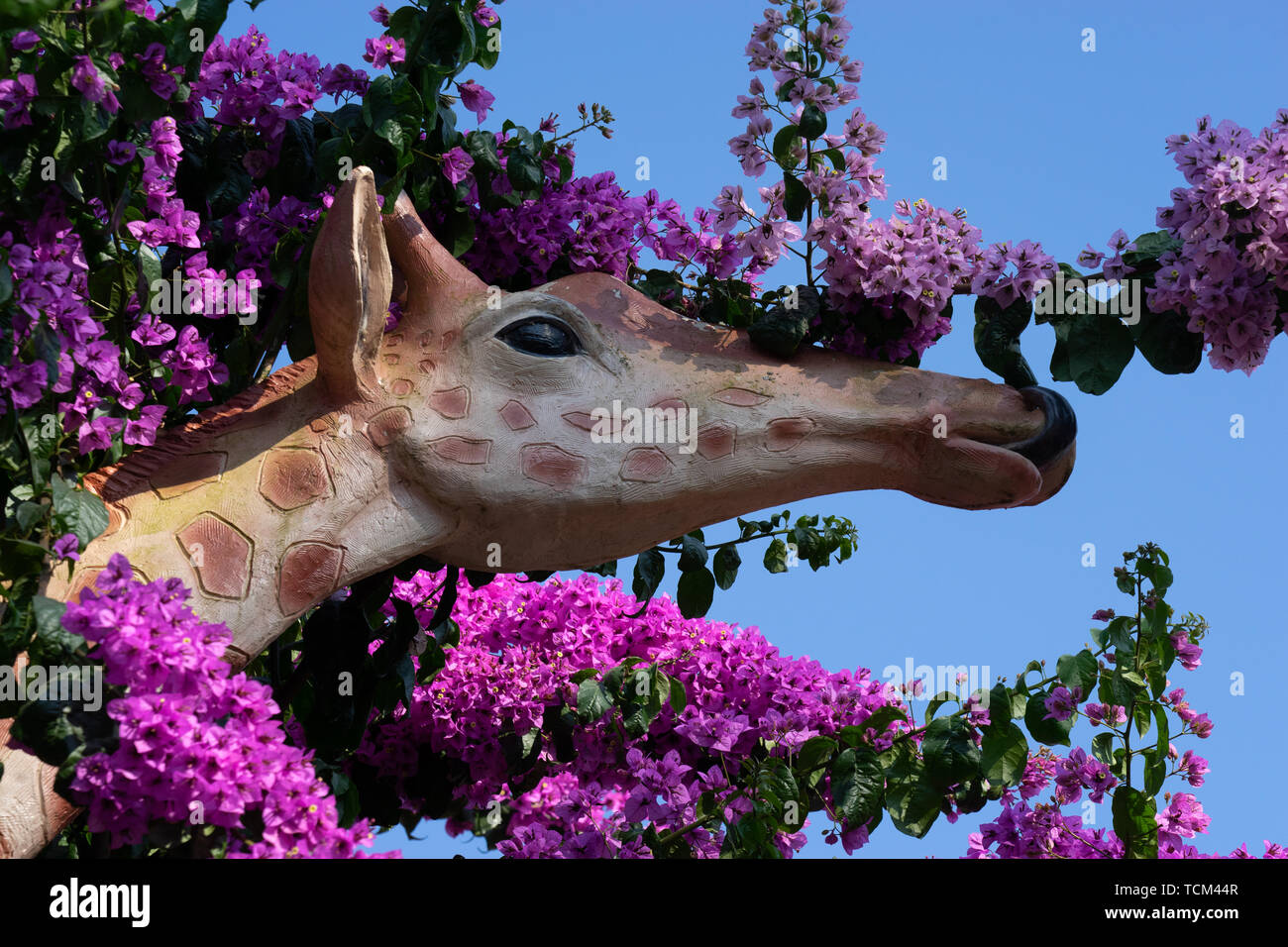 Testa della giraffa circondato da fiori viola Foto Stock Testa della giraffa circondato da fiori viola Foto Stock