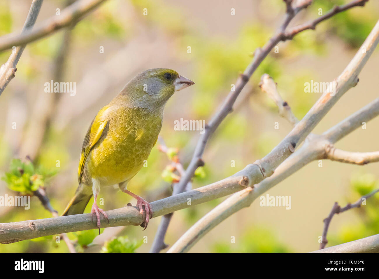 Unione verdone maschio chloris Chloris il canto degli uccelli in inizio di  mattina di sole durante la stagione di accoppiamento in primavera Foto  stock - Alamy