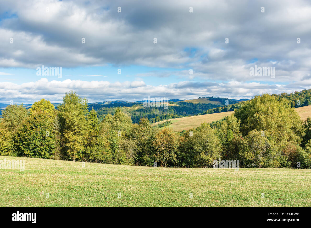 Foresta sul bordo di un prato in montagna. bellissimo scenario delle montagne dei Carpazi a inizio autunno. luminose meteo con le nubi del cielo Foto Stock