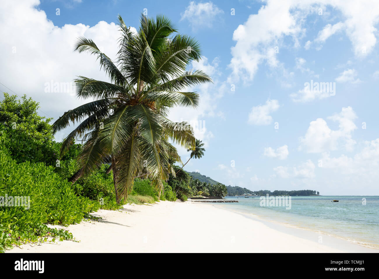 Gli alberi di cocco di Turtle Bay Beach, Isola di Mahe, Seicelle Foto Stock