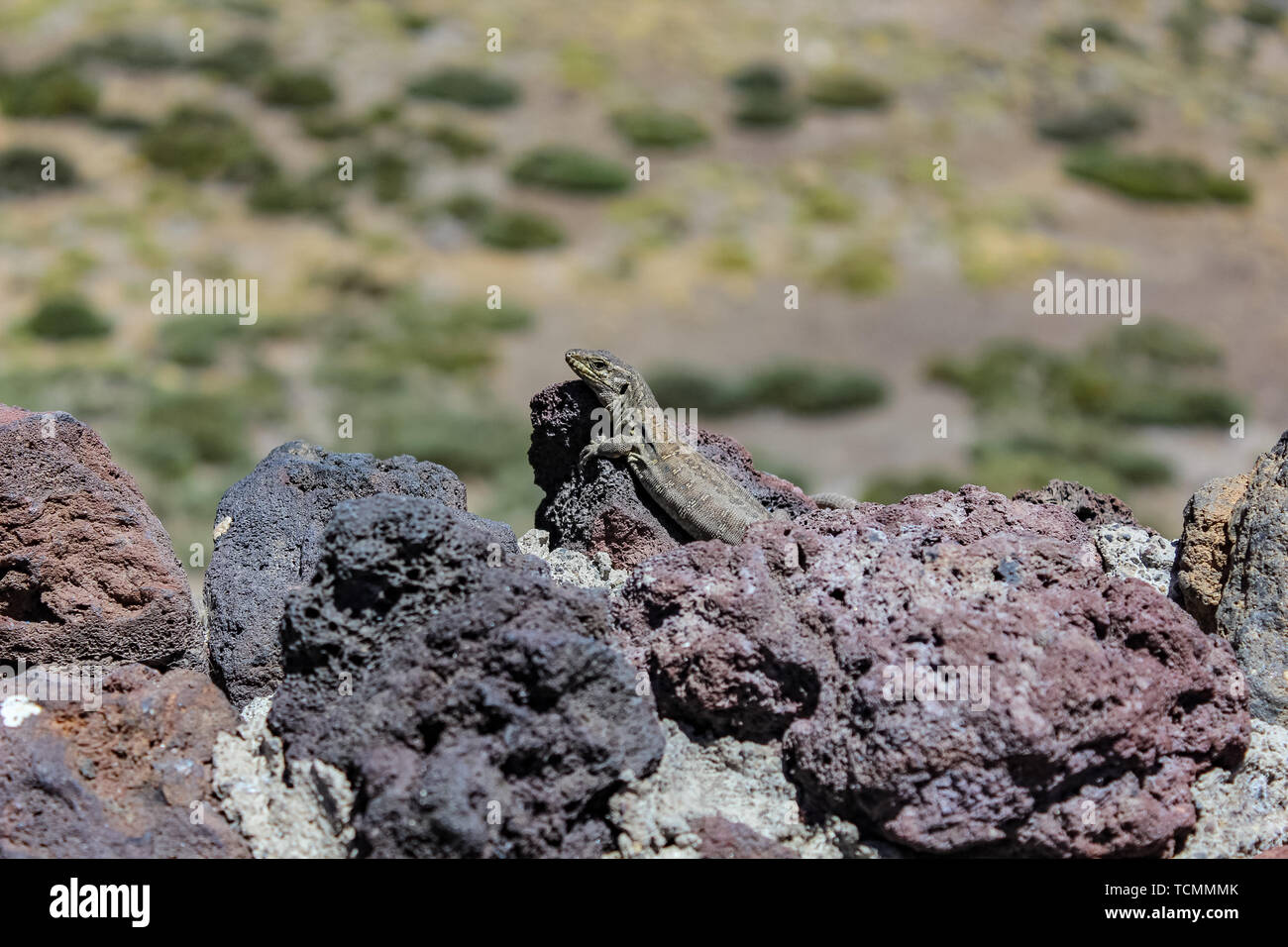 Canarino lizard (Gallotia galloti, femmina) è in appoggio sulla lava vulcanica di pietra. La lucertola guarda la fotocamera, close up, macro sfondo naturale. Foto Stock