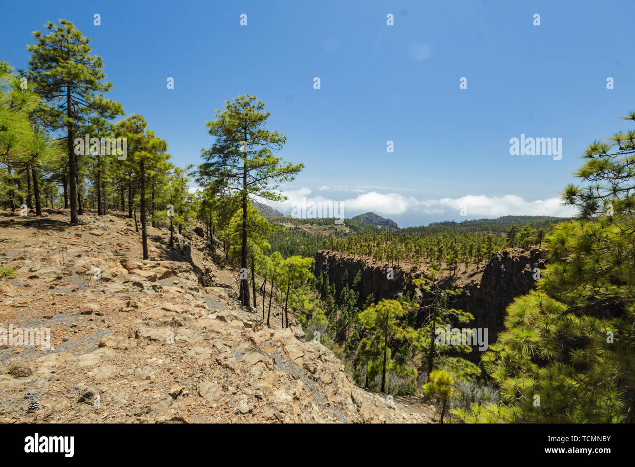 Sassoso sentiero circondato da alberi di pino a giornata di sole. Cielo blu chiaro e alcune nuvole lungo la linea di orizzonte. Tracciamento rocciose su strada asciutta in zona di montagna con Foto Stock