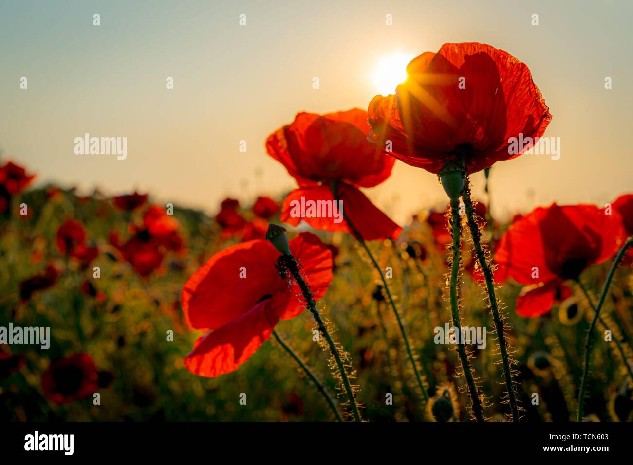 05.06.2019, atmosfera serale con un bel tramonto su un campo di papavero in Teltow, Brandenburg. I dettagli delle foglie di papavero in senso opposto la luce del sole al tramonto. Eudikotyledonen, ordine: Buttercup famiglia (Ranunculales), famiglia: Semi di papavero (Papaveraceae), Subfamiglia: Papaveroideae, Genere: papavero (Papaver), specie: Comune di papavero | Utilizzo di tutto il mondo Foto Stock