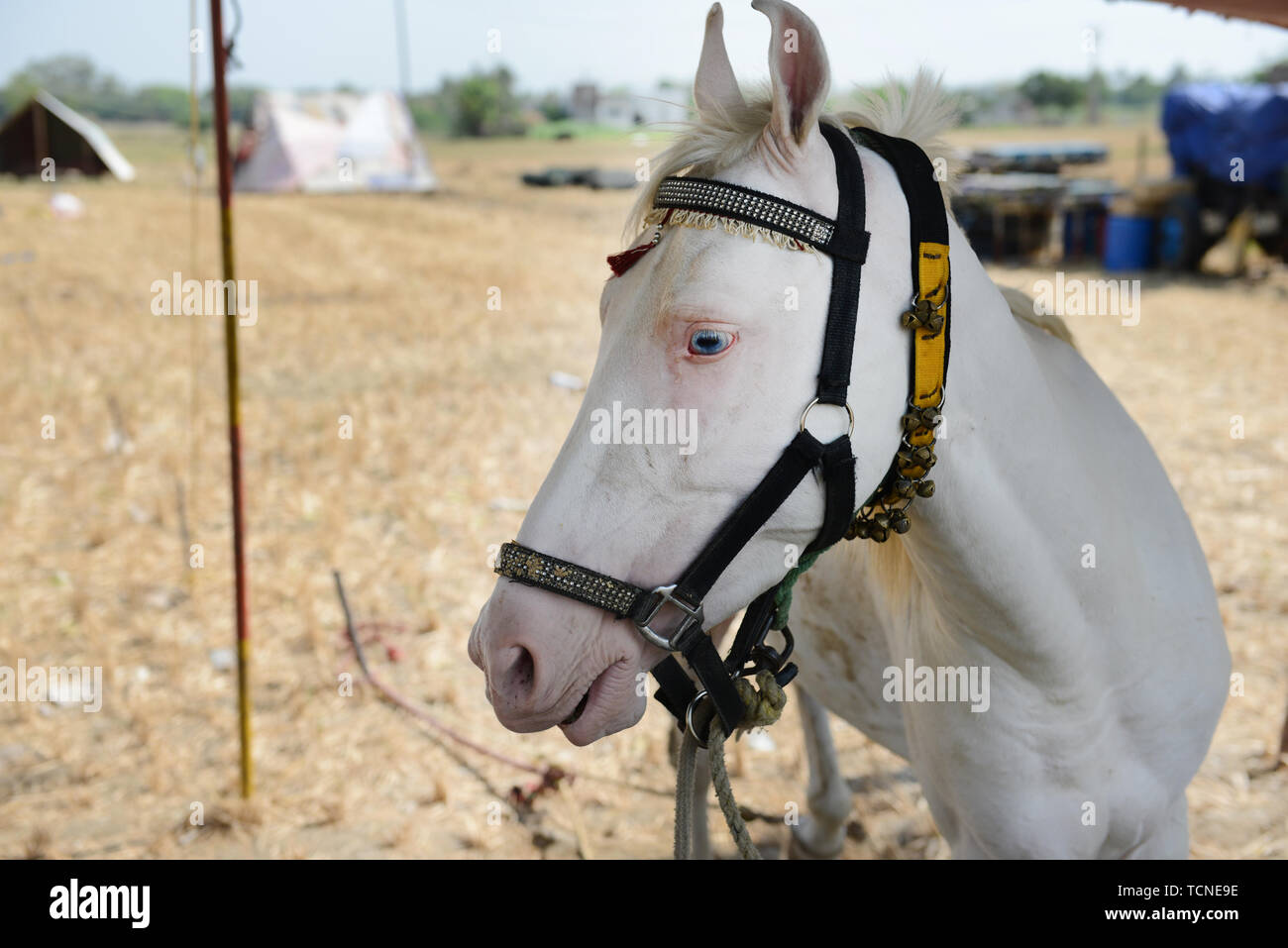 Un bel blu eyed White Horse. Foto Stock