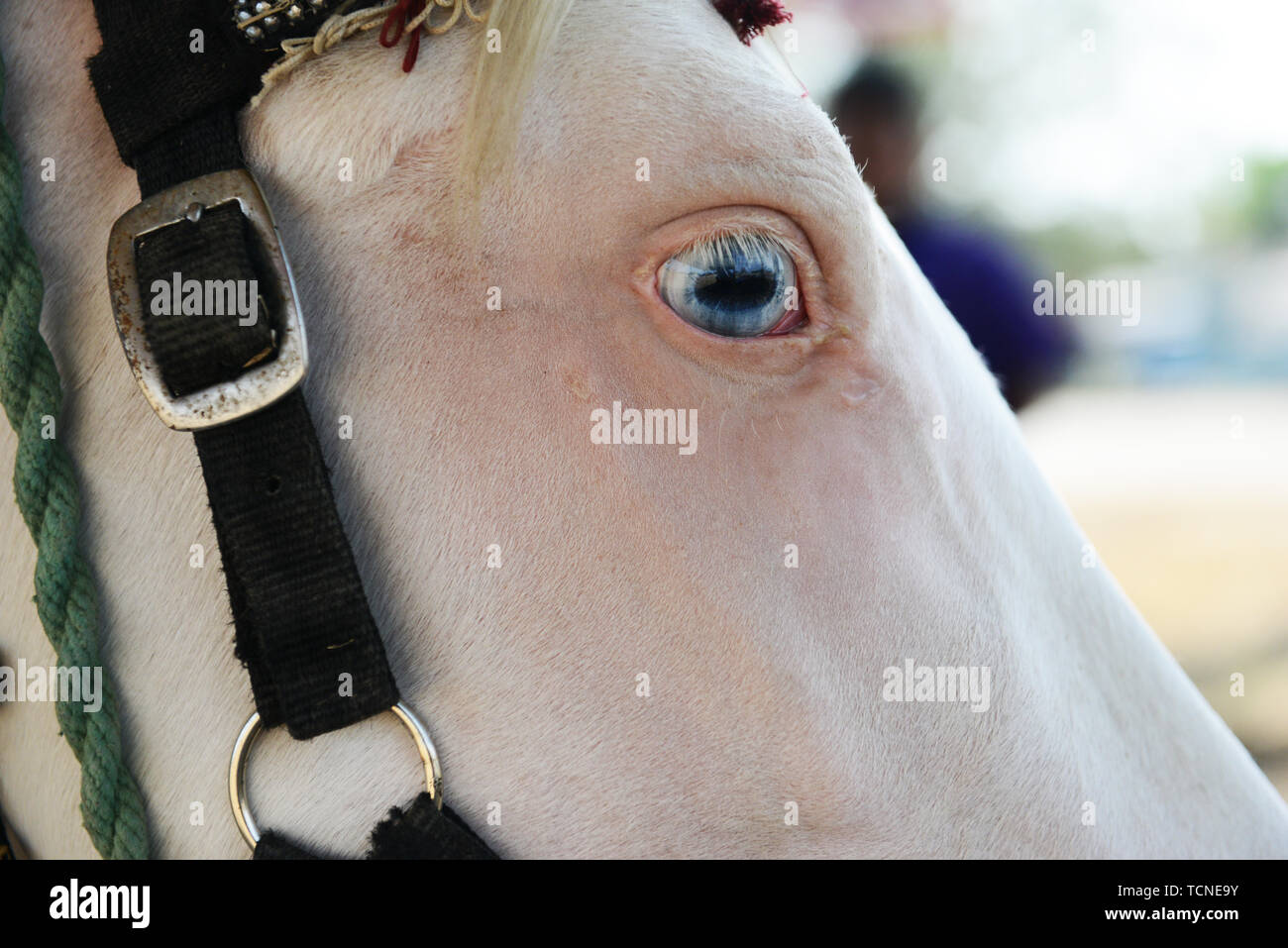 Un bel blu eyed White Horse. Foto Stock