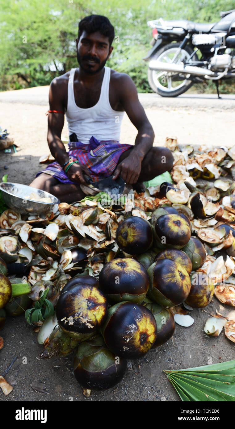 A Palmyra fornitore di frutta in Tamil Nadu, India. Foto Stock