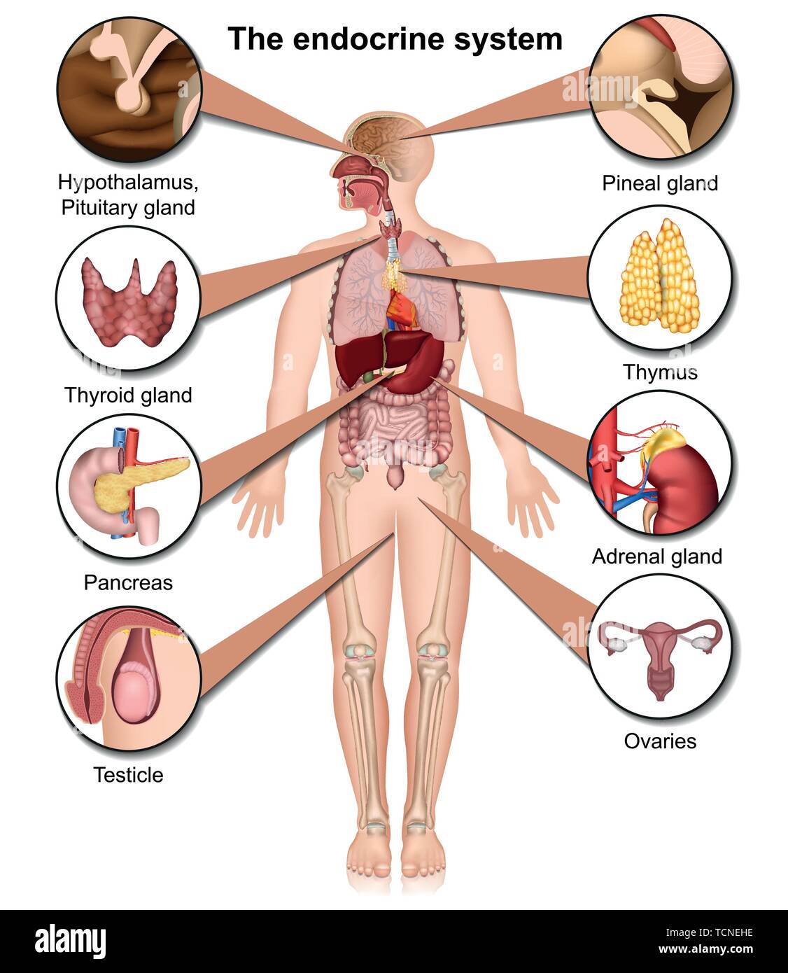 Il sistema endocrino 3d medical illustrazione vettoriale isolati su sfondo bianco Illustrazione Vettoriale