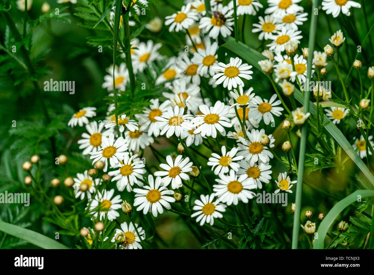In prossimità di molte white Matricaria chamomilla (camomilla) Fiori sotto il sole Foto Stock
