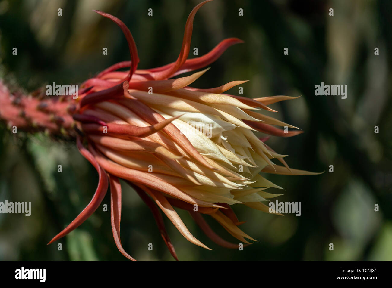 In prossimità di una mezza aperta la regina della notte (selenicereus grandiflorus) fiore in condizioni di luce diurna Foto Stock