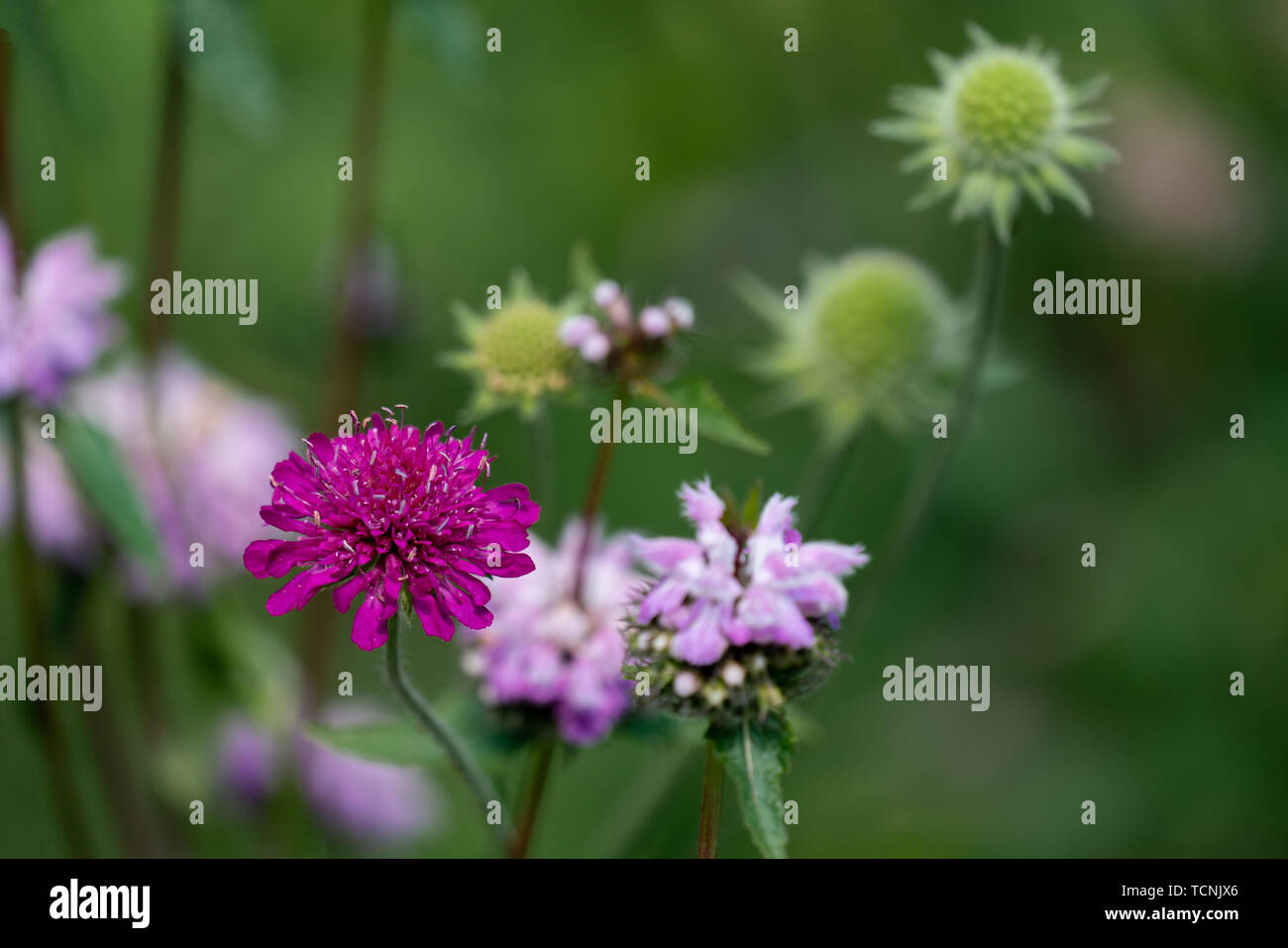 Chiudere colorati di un viola scabiosa, una rosa di fiori di ortica e verde sementi sfere in background Foto Stock