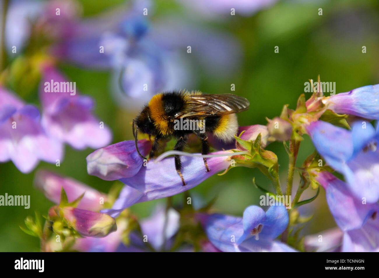 Bumble Bee su fiori malva nel Buckinghamshire, UK Foto Stock