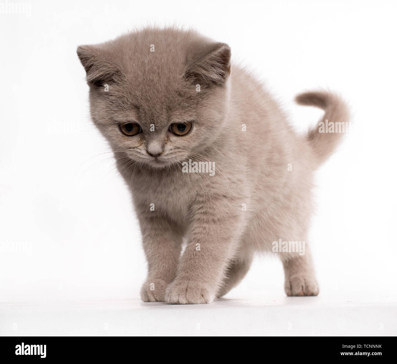 Gatto blu british capelli corti con un raro colore guardando in giù con espressione triste Foto Stock