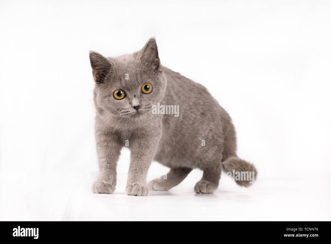 Dolce giovane adulto blu corto britannico-capelli gattino, guardando la telecamera con occhi Arancio, isolato su sfondo bianco. Foto Stock