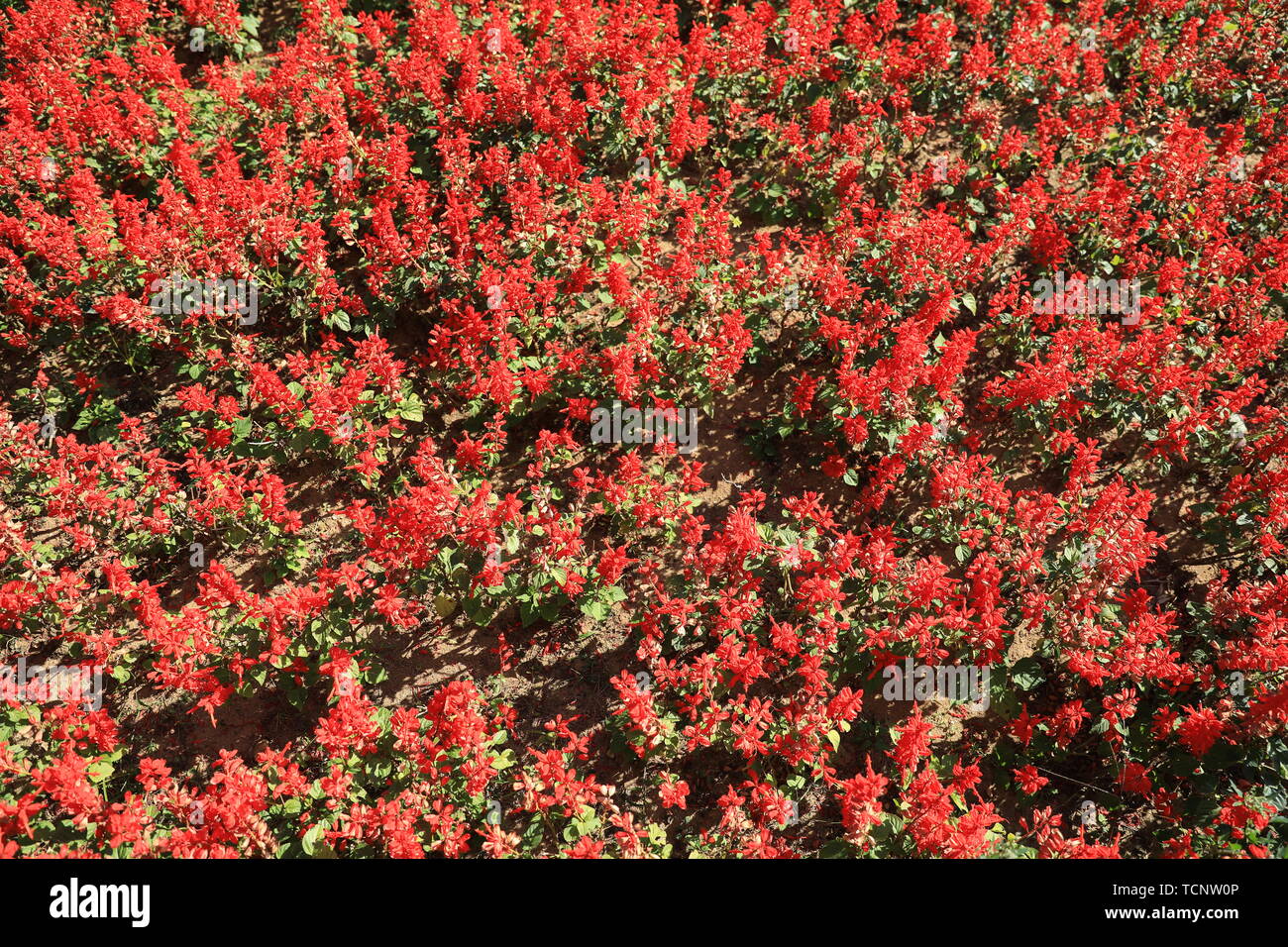 Fiore ed erba Foto Stock